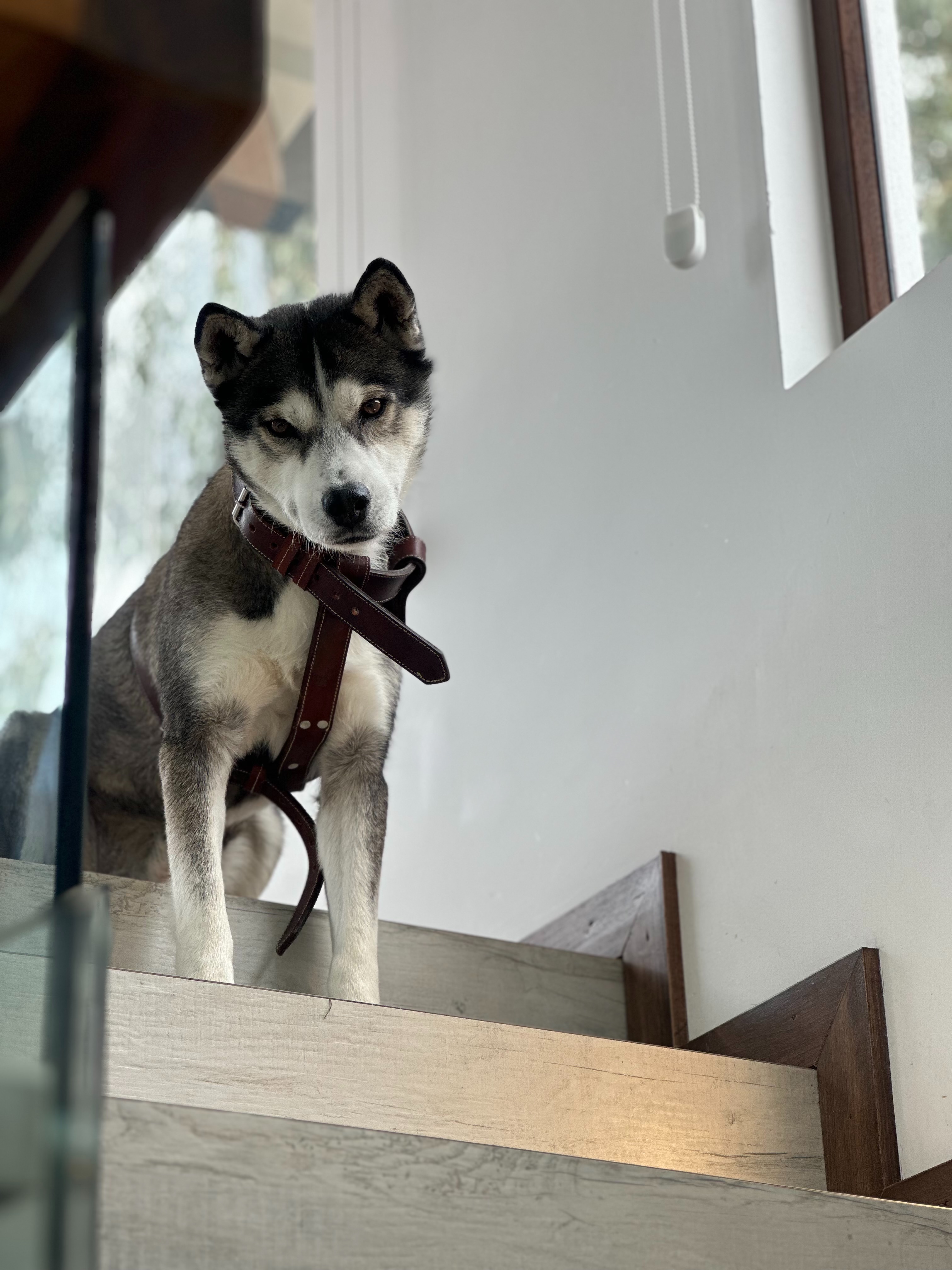 Nash the Siberian Husky standing on a wooden staircase indoors, looking at the camera.